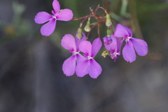 Stylidium scandens