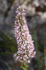 Andersonia caerulea