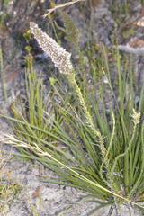 Andersonia caerulea