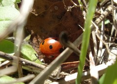 Coccinella septempunctata