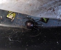 Steatoda grossa