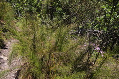 Restio subverticillatus