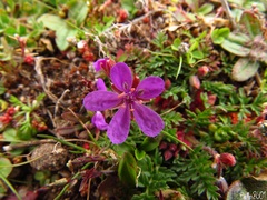 Erodium maculatum