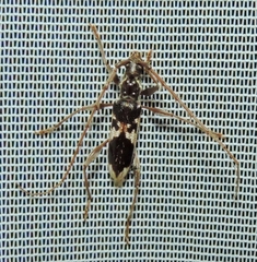 Coptocercus crucigerus