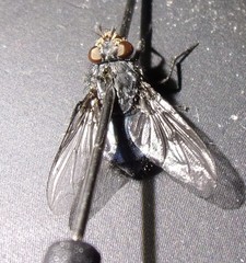 Calliphora