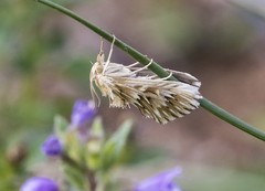 Cynaeda dentalis
