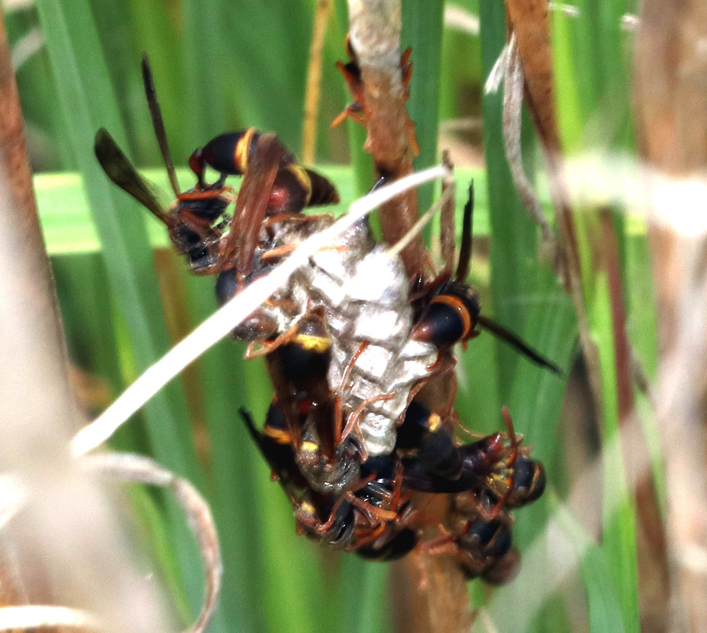 Small Paper Wasps in March 2017 by Julie Newton · iNaturalist