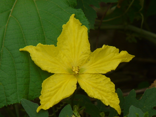 Balsampear (Momordica dioica)