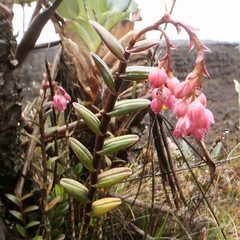 Epidendrum montigenum