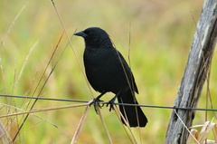 Chopi Blackbird photo 3