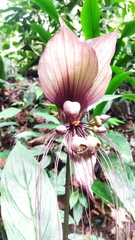 Tacca integrifolia