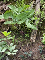 Asarum canadense reflexum