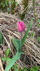 Tulipa gesneriana