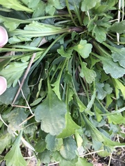Leucanthemum vulgare
