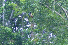 Pteropus melanopogon