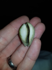 Erronea subviridis