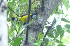 Pachycephala macrorhyncha buruensis