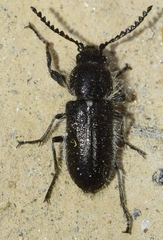 Enicopus