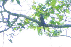 Cacomantis aeruginosus