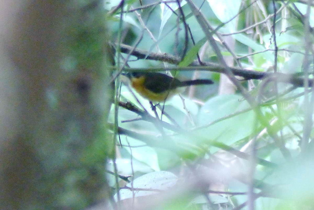 Cinnamon-chested Flycatcher (Ficedula buruensis) photo