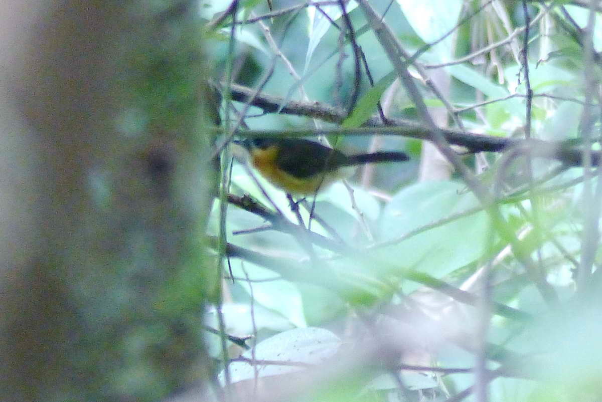 Cinnamon-chested Flycatcher illustration