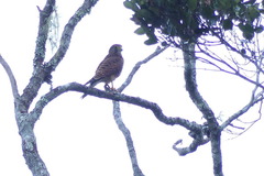 Falco moluccensis