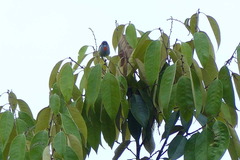 Dicaeum erythrothorax