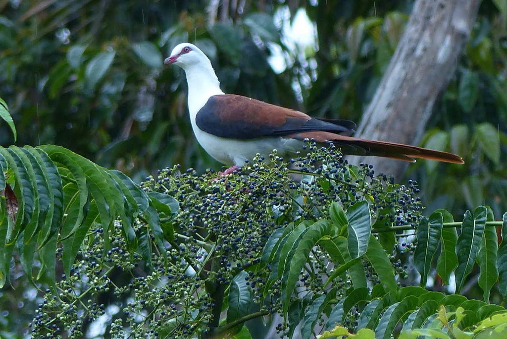 Greater Cuckoo-Doves
