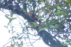 Myzomela wakoloensis wakoloensis
