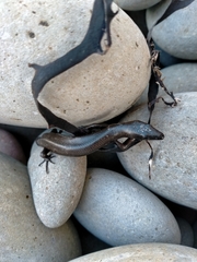 Oligosoma smithi