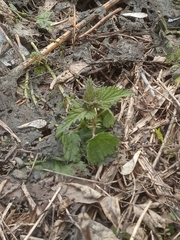 Urtica dioica