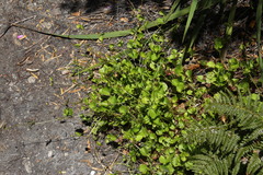 Centella callioda