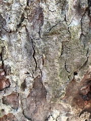 Toxorhynchites splendens