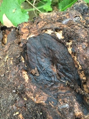 Saprosites natalensis