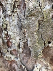 Toxorhynchites splendens