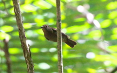 Schiffornis veraepacis