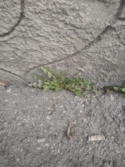 Taraxacum officinale