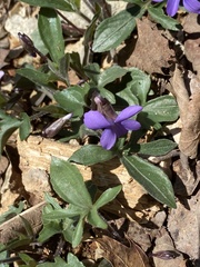 Viola triloba