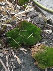 Bryopsida