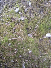 Bryopsida