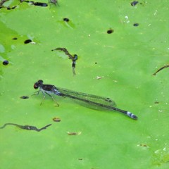 Pseudagrion hamoni