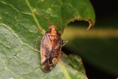 Chinamiris indeclivis