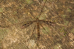 Austrolimnophila argus