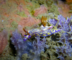 Hypselodoris zephyra