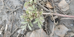 Potentilla tobolensis