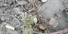 Potentilla tobolensis