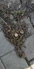Potentilla tobolensis
