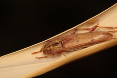 Eburida quadriguttata