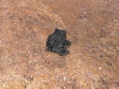 Oreophrynella quelchii