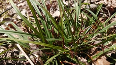 Carex digitata